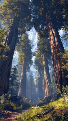 the sun shines through tall trees in a forest