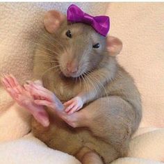 a brown rat with a purple bow on its head