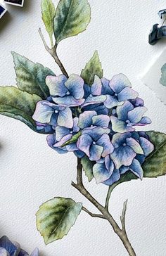 a watercolor painting of a blue hydrangea flower