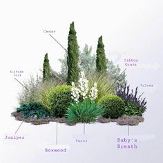 an image of a garden with all the different plants and flowers labeled in english language