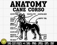 an anatomy of a cane cosmo dog with the names and description in black ink