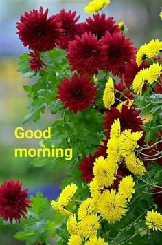 red and yellow flowers with green leaves in the foreground