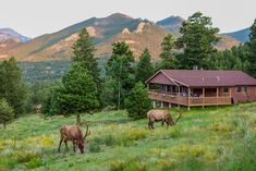 two elk graze in front of a cabin on the side of a mountain range