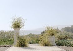 two white vases filled with plants on top of a stone slab in the middle of a field