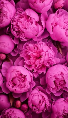 Imágenes de flores color rosa Peony Phone Wallpaper, Peonies And Hydrangeas, Pink Wallpaper Backgrounds, Flower Beauty, Beautiful Bouquet, Flower Backgrounds