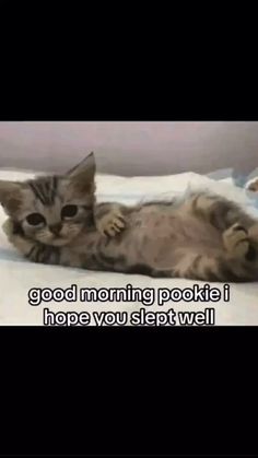 a kitten laying on top of a bed with the caption good morning pookiie i hope you slept well