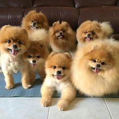 six pomeranian puppies are sitting on the floor