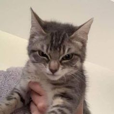 a person holding a small cat in their arms with one paw on the stuffed animal