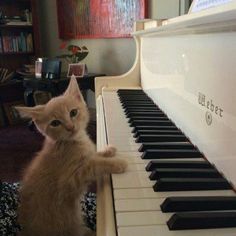 a kitten standing on its hind legs next to a piano