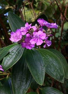 purple flowers with green leaves in the foreground and trees in the backgroud