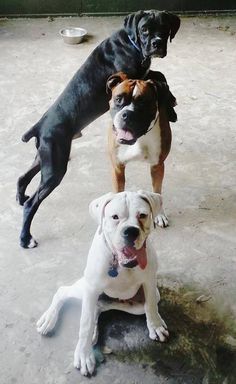 three dogs are sitting on the ground together