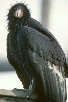 a large black bird sitting on top of a wooden post