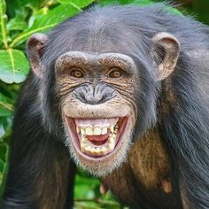 a chimpan monkey with its mouth open and it's teeth wide open