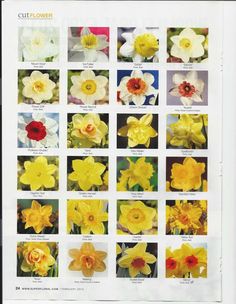 an image of flowers that are yellow and white with red in the middle one has many different colors