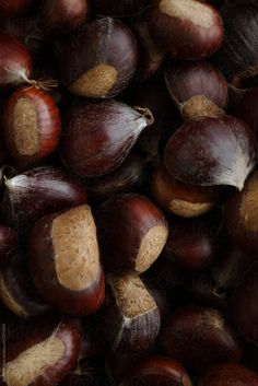 chestnuts and acorns are shown in this close up photo by paul smith for stockstation