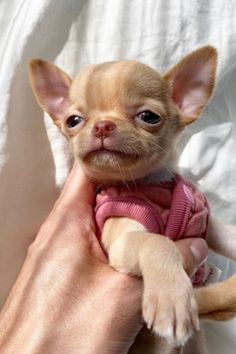 a small chihuahua puppy in a pink sweater is being held by someone's hand