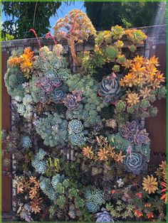 an assortment of succulents growing on the side of a wall in a garden