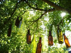 several empty glass bottles hanging from a tree