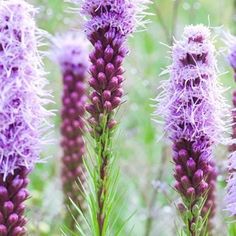 some purple flowers are growing in the grass