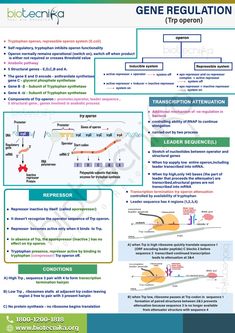 the gene regulation poster is shown