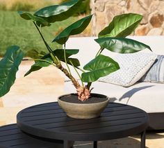 a potted plant sitting on top of a black table next to a couch and pillows