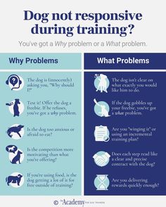 a blue and white poster with the words dog not responsible during training