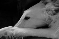 a white dog laying on top of a couch next to a wall with it's head resting on its paws