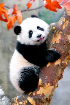 a panda bear sitting on top of a tree branch