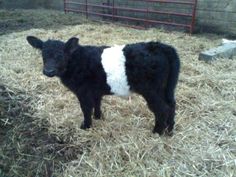 a black and white cow standing on top of dry grass in a fenced area