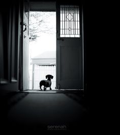 a dog standing in front of an open door