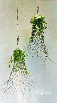 two hanging plants with green leaves on them