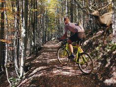 a man riding a bike down a forest trail