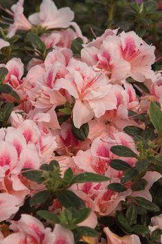 pink flowers with green leaves in the foreground