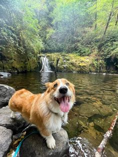 a brown and white dog standing on top of a rock next to a river filled with water