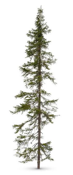 a tall pine tree on a white background