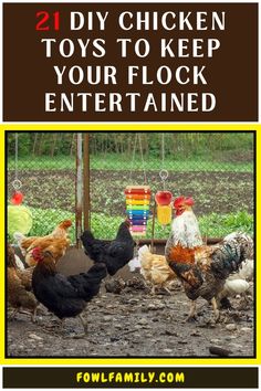 chickens are standing around in the dirt with text overlay that says diy chicken toys to keep your flock entertained