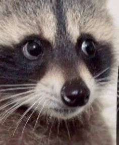 a raccoon looking at the camera with big eyes