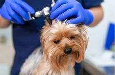 a small dog getting his hair cut by a person in blue gloves and rubber gloves