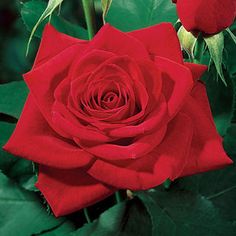 two red roses with green leaves in the background