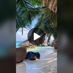 an elephant laying on top of a sandy beach next to the ocean and palm trees