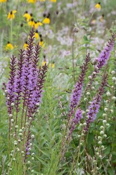 wildflowers and other flowers in a field