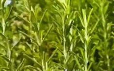 This guide shares an easy rosemary water for hair growth recipe. Learn how to make rosemary water for hair growth in this step-by-step tutorial. Diy Nail Extensions, Rosemary Tincture, Rosemary Water For Hair Growth, Rosemary Water For Hair, Lemon Balm Tincture, Fresh Herb Recipes