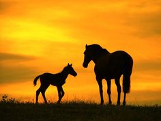 two horses standing next to each other in a field at sunset with the sun setting behind them