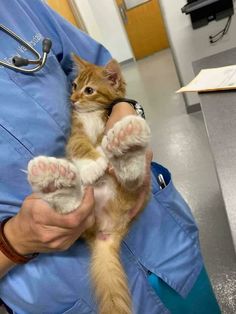 a person holding a small kitten in their arms and wearing a stethoscope