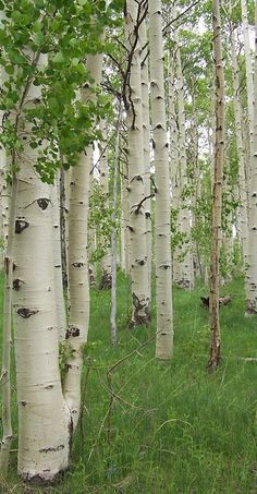 a forest filled with lots of tall white trees next to green grass and dirt ground