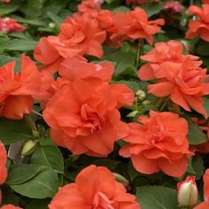 many orange flowers with green leaves on them