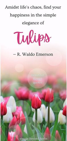 the quote on tulips is shown in pink and white