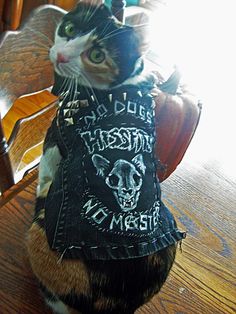 Heavy Metal Cat, Battle Vest, Style Rock, Dog Furniture, Cute Creatures, Juno