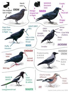 the different types of birds are shown in this diagram