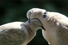 two white birds with their beaks touching each other